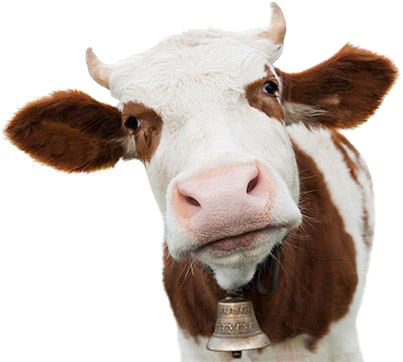 Высокое качество сырья